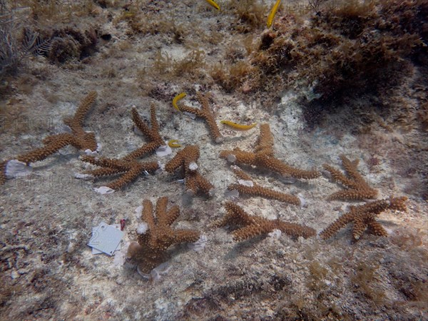 Coral culture. Staghorn coral (Acropora cervicornis) grown on a frame, which has been cut into pieces and glued to the reef and will grow into a magnificent coral stock within a few months. The aim is to grow corals that can withstand the higher water temperatures. Dive site Nursery, Tavernier, Florida Keys, Florida, USA, North America