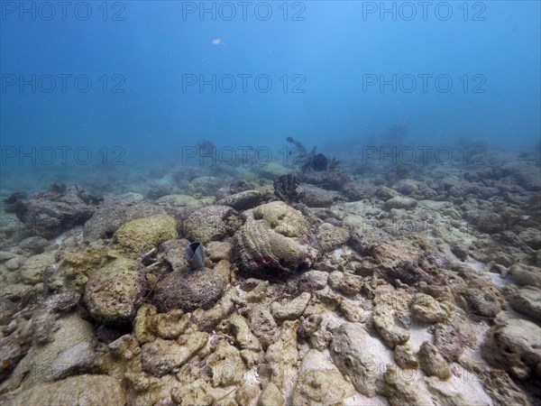 Coral reef destroyed by Hurricane Irma. Dive site John Pennekamp Coral Reef State Park, Key Largo, Florida Keys, Florida, USA, North America