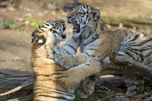 Two playful tiger cubs wrestling with each other on a fallen tree, Siberian tiger, Amur tiger, (Phantera tigris altaica), cubs