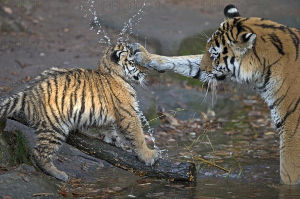 Two tigers interacting at the water, the young gets wet, Siberian tiger, Amur tiger, (Phantera tigris altaica), cubs