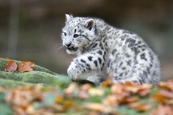 A snow leopard young attentively observing its surroundings, snow leopard, (Uncia uncia), young
