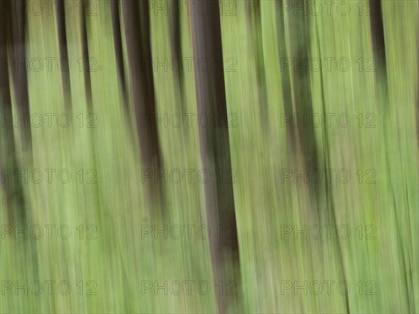 Abstract image of trees in a forest, motion blur, wipe effect, Leoben, Styria, Austria, Europe