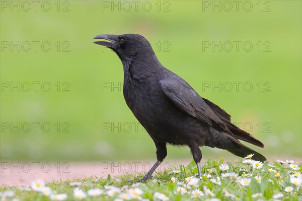 Raven crow (Corvus corone corone), in daisy meadow, lawn, Rosensteinpark Stuttgart, Baden-Wuerttemberg, Germany, Europe