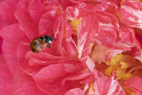 Seven-spot ladybird (Coccinella septempunctata) adult on a garden Camellia flower in spring, England, United Kingdom, Europe