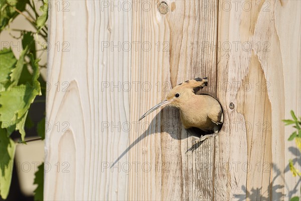 Hoopoe (Upupa epops) at a nesting box, Kaiserstuhl, Baden-Wuerttemberg, Germany, Europe
