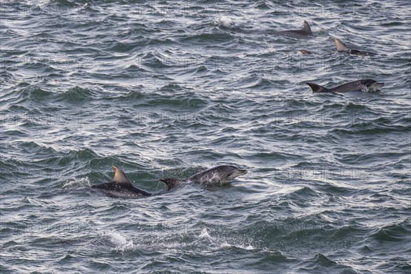 Dolphins, Bottlenose dolphins, Bay, Port Elizabeth, South Africa, Africa