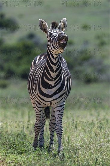 Plains zebra (Equus quagga), Funny Zebra, Addo Elephant National Park, Eastern Cape, South Africa, Africa