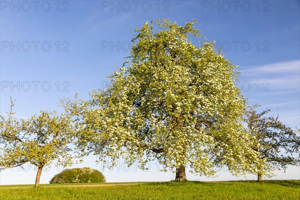 Pear tree blossom (Pyrus), pome fruit family (Pyrinae), meadow orchard, spring, Langgassen, Pfullendorf, Linzgau, Baden-Wuerttemberg, Germany, Europe