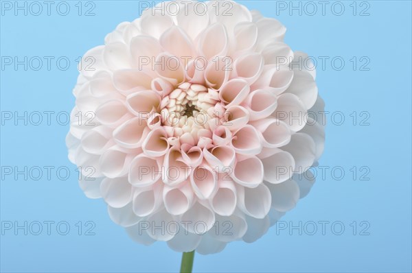 Dahlia pompom on blue background