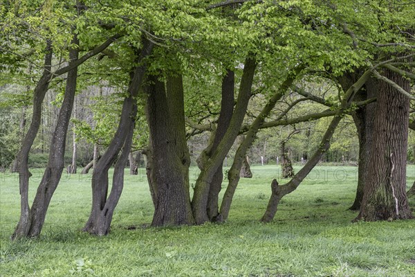 English oaks (Quercus robur) and alders (Alnus glutinosa) in a meadow, Emsland, Lower Saxony, Germany, Europe