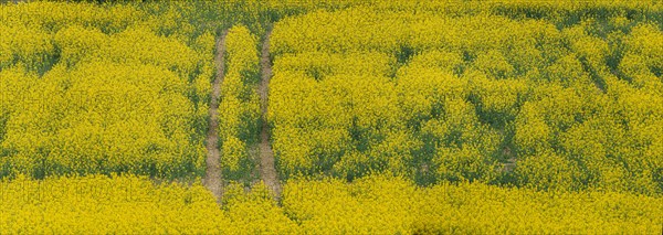 Rapeseed field, field with rapeseed (Brassica napus), panoramic photo, Cremlingen, Lower Saxony, Germany, Europe