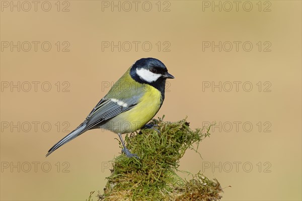 Great tit (Parus major) sitting on a branch overgrown with moss, side view, North Rhine-Westphalia, Germany, Europe