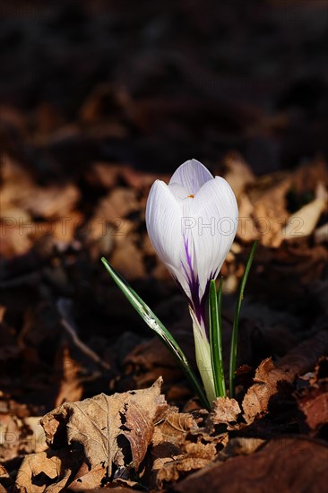 Blooming crocus (Crocus spec.) in spring, white flower in spectacular light, North Rhine-Westphalia, Germany, Europe