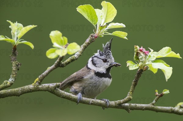 Crested Tit (Lophophanes cristatus), sitting with food in a fruit branch, North Rhine-Westphalia, Germany, Europe
