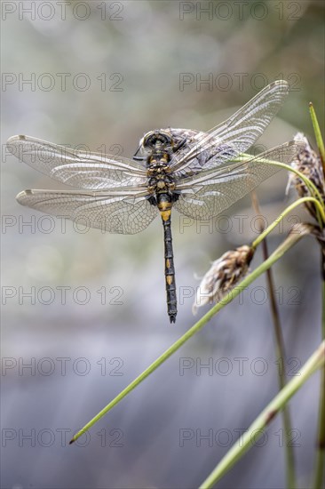 Ruby whiteface (Leucorrhinia rubicunda) on common cottongrass (Eriophorum angustifolium), Emsland, Lower Saxony, Germany, Europe