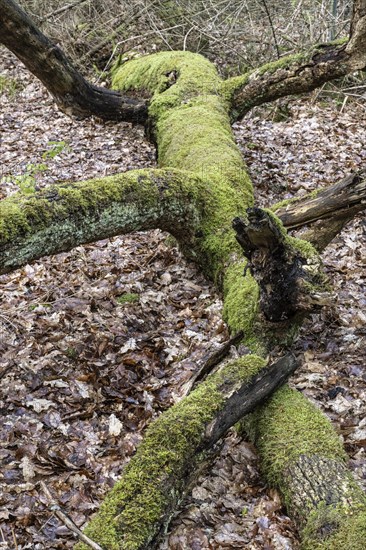 Mossy copper beech (Fagus sylvatica), Emsland, Lower Saxony, Germany, Europe