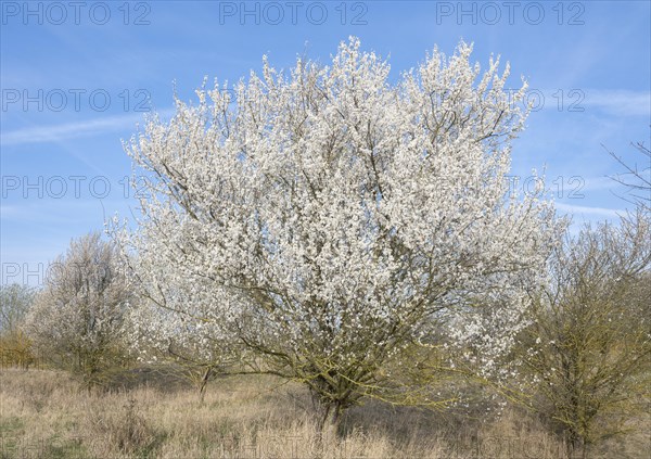 Blackthorn (Prunus spinosa) white flowering, Thuringia, Germany, Europe