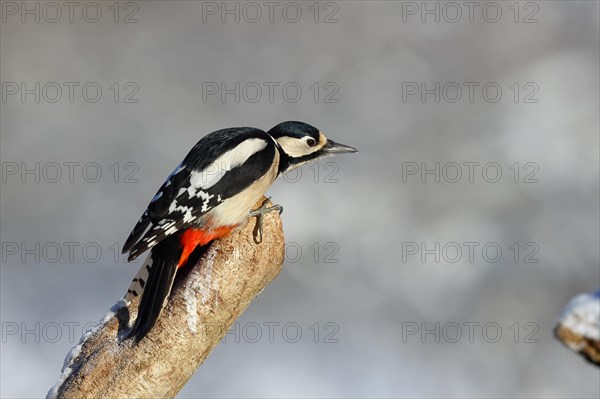 Great spotted woodpecker (Dendrocopos major) female sitting on a branch ready to jump, Animals, Birds, Woodpeckers, Wilnsdorf, North Rhine-Westphalia, Germany, Europe