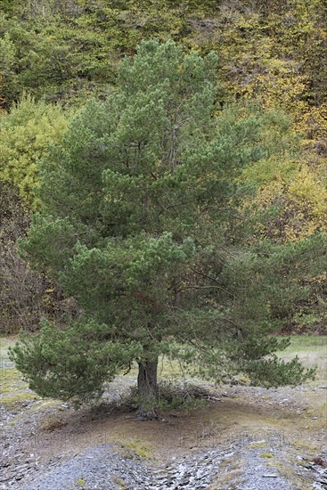 Solitary tree, pine (Pinus) growing on a slate heap, Eastern Eifel, Rhineland-Palatinate, Germany, Europe