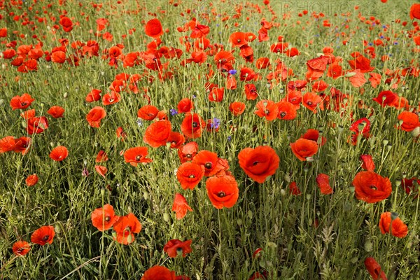 Poppy flowers (Papaver rhoeas), Baden-Wuerttemberg, Dense poppy field scattered with individual cornflowers, poppy flowers (Papaver rhoeas), Baden-Wuerttemberg, Germany, Europe
