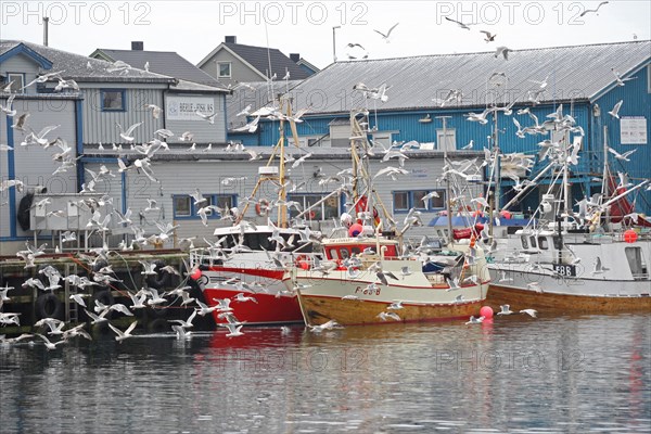 Flying seagulls in the fishing harbour of Batsfjord, Lofoten, Norway, Europe