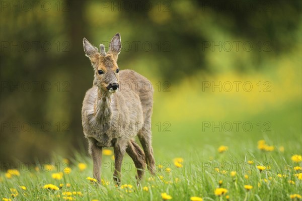 European roe deer (Capreolus capreolus) yearling in winter coat, with a short basal spike secured in dandelion meadow, Allgaeu, Bavaria, Germany, Europe