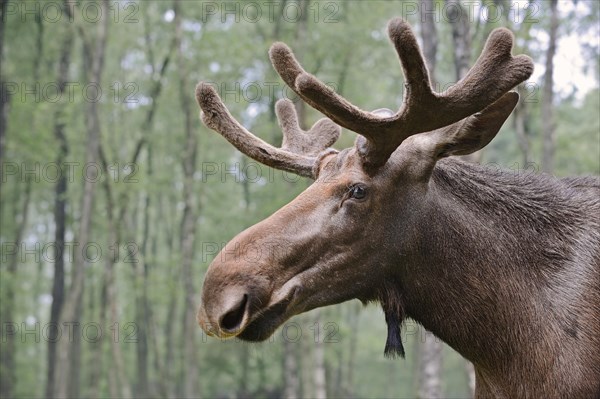 Eurasian elk (Alces alces alces), bull elk, portrait, captive, Germany, Europe