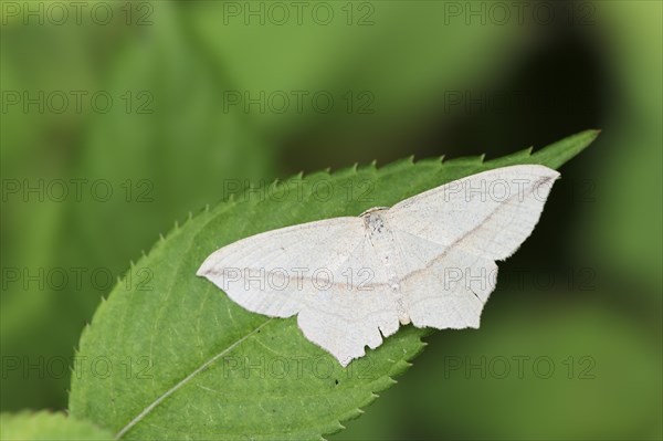 Red-ringed moth (Timandra comae), North Rhine-Westphalia, Germany, Europe