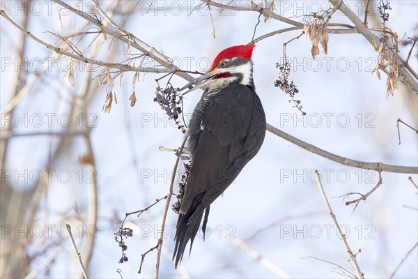 Pileated woodpecker (Dryocopus pileatus), male feeding on Virginia creeper grapes (Parthenocissus quinquefolia) during winter, forest of Yamachiche, province of Quebec, Canada, AI generated, North America