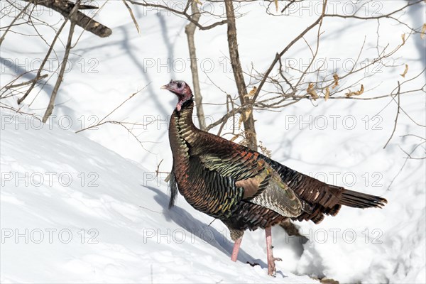 Wild turkey (Meleagris gallopavo), male feeding at a bird feeder, city of Saint-Mathieu du Parc, province of Quebec, Canada, AI generated, North America