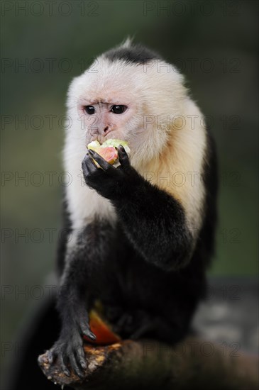 White-shouldered capuchin monkey or white-headed capuchin (Cebus capucinus), feeding, captive, occurring in South America