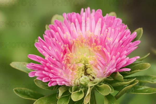 China aster (Callistephus chinensis), flower, ornamental plant, North Rhine-Westphalia, Germany, Europe