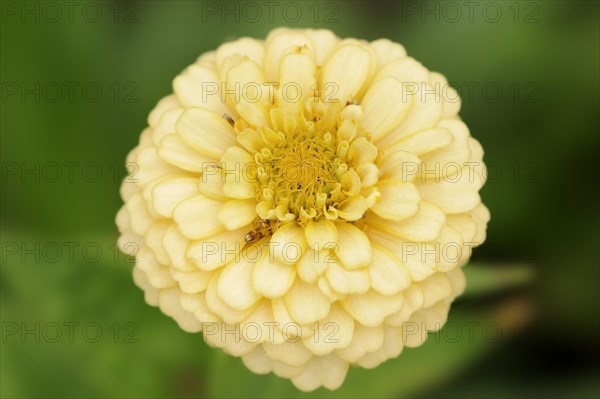 Zinnia (Zinnia elegans, Zinnia violacea), flower, ornamental plant, North Rhine-Westphalia, Germany, Europe