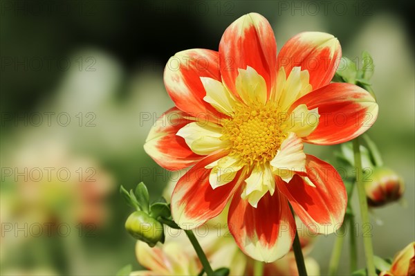 Dahlia 'Pooh' (Dahlia Hybride), flower, ornamental plant, North Rhine-Westphalia, Germany, Europe