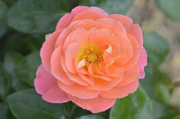 Garden rose or rose 'Intarsia' (Rosa hybrida), flower, ornamental plant, North Rhine-Westphalia, Germany, Europe