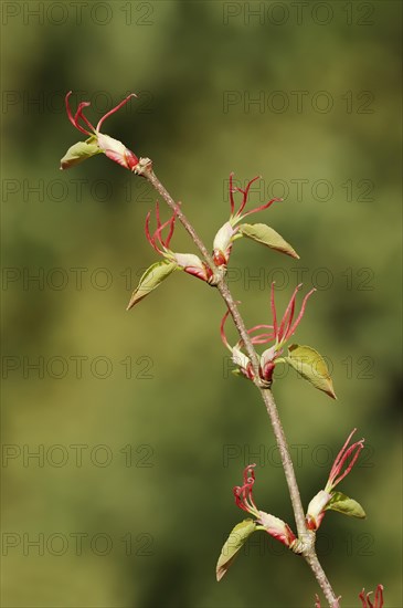 Magnificent cake tree or Japanese katsura tree (Cercidiphyllum magnificum, Cercidiphyllum japonicum var. magnificum), branch with flowers, ornamental plant, North Rhine-Westphalia, Germany, Europe