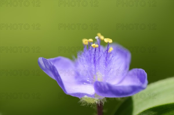 Garden three-master flower (Tradescantia andersoniana), flower, ornamental plant, North Rhine-Westphalia, Germany, Europe