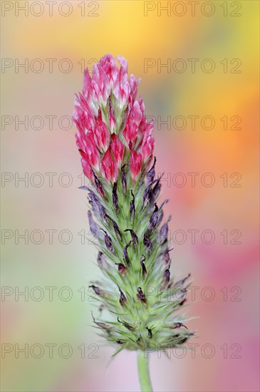 Purple clover or purple clover (Trifolium rubens), North Rhine-Westphalia, Germany, Europe