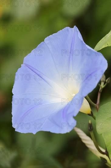 Three-colored morning glory (Ipomoea tricolor), flower, native to Mexico, ornamental plant, North Rhine-Westphalia, Germany, Europe