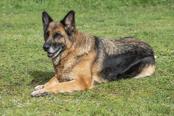 Old German shepherd dog, female, lying on lawn in Ystad, Scania, Sweden, Scandinavia, Europe