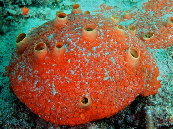 Red drilling sponge (Cliothosa delitrix), dive site Nursery, Pompano Beach, Florida, USA, North America
