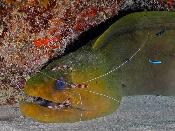 Green moray (Gymnothorax funebris) at cleaning station, with banded coral shrimp (Stenopus hispidus) and neon goby (Elacatinus oceanops), dive site John Pennekamp Coral Reef State Park, Key Largo, Florida Keys, Florida, USA, North America