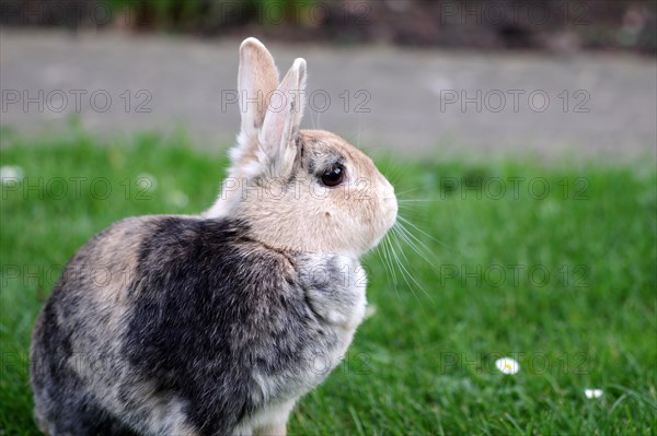 Rabbit (Oryctolagus cuniculus domestica), portrait, ears, cute, The domestic rabbit has its ears erect and looks around attentively