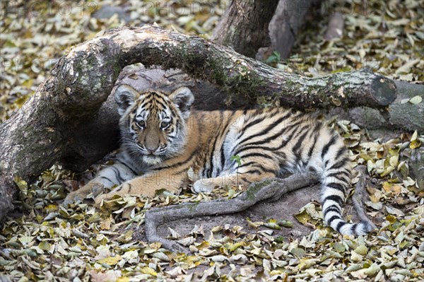 A tiger young resting under a tree, surrounded by autumn leaves, Siberian tiger, Amur tiger, (Phantera tigris altaica), cubs