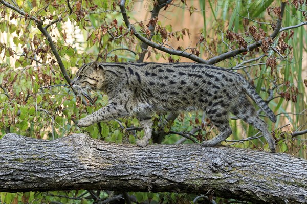 Wildcat moving nimbly over a tree trunk, surrounded by autumnal branches, fishing cat (Prionailurus viverrinus)