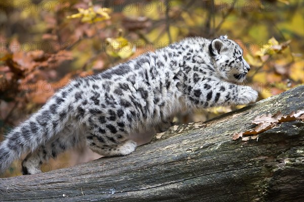 A snow leopard stretching on a tree trunk with a colourful autumn leaf background, snow leopard, (Uncia uncia), young