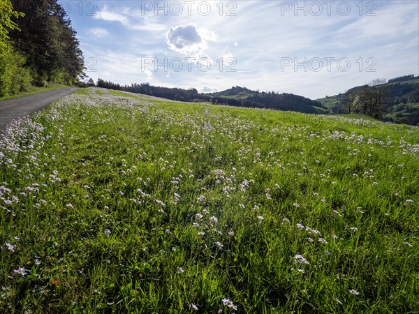 Cuckoo flower (Cardamine pratensis), Leoben, Styria, Austria, Europe