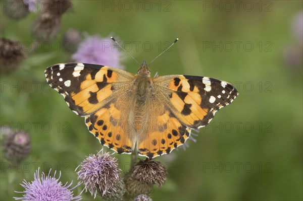 Painted lady butterfly (Vanessa cardui) adult feeding on Creeping thistle flowers, Suffolk, England, United Kingdom, Europe