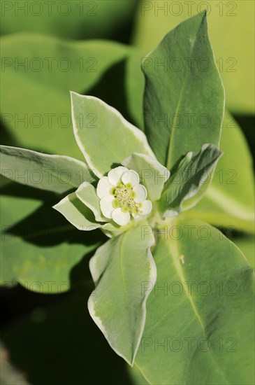 White-egded spurge (Euphorbia marginata), flower and leaves, native to North America, ornamental plant, North Rhine-Westphalia, Germany, Europe