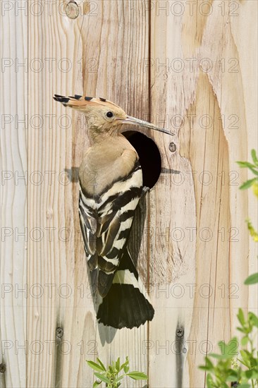 Hoopoe (Upupa epops) at a nesting box, Kaiserstuhl, Baden-Wuerttemberg, Germany, Europe